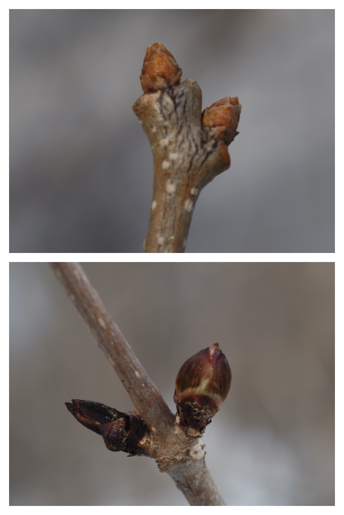 Winter_buds_230314_9