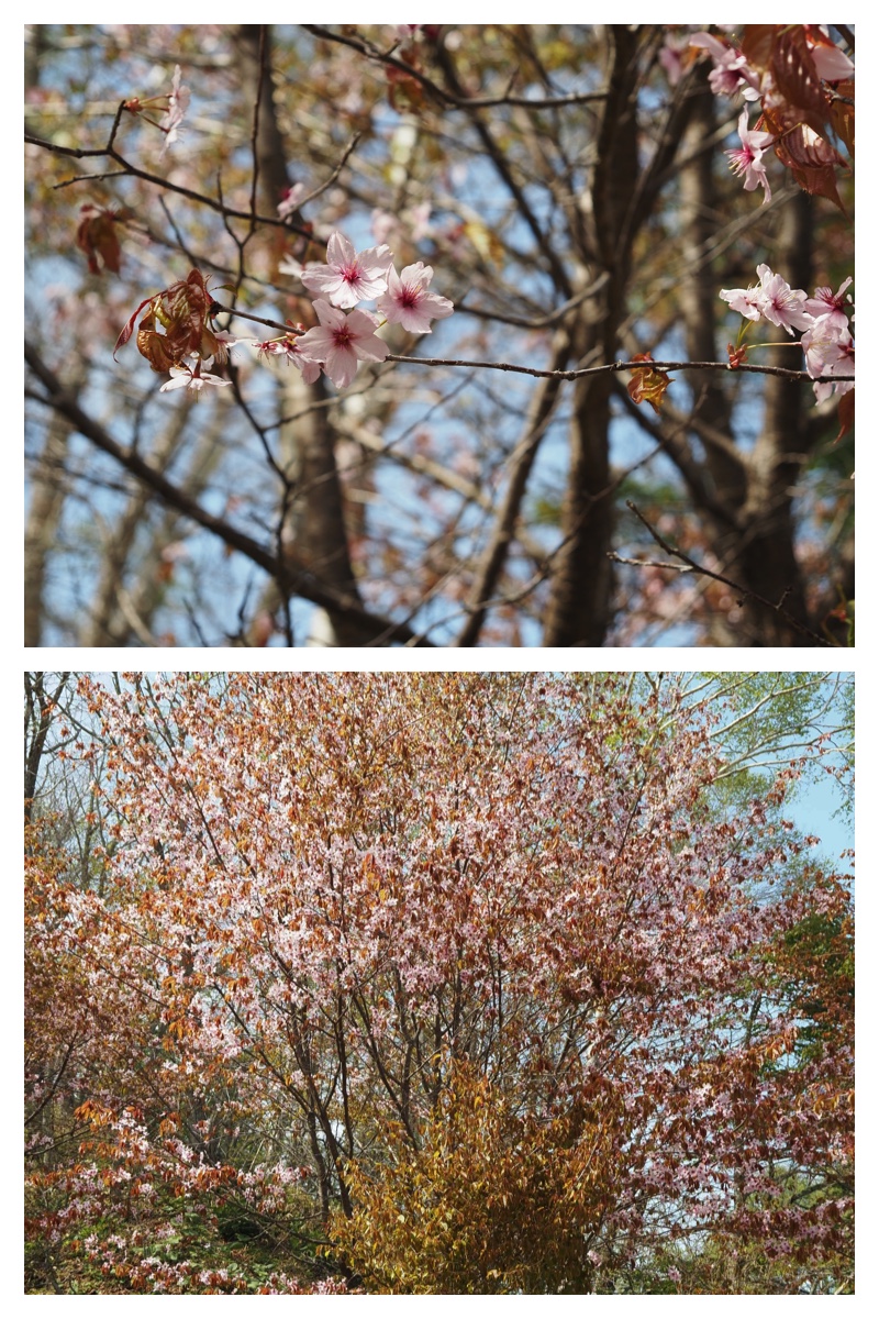 Atsunai_230513_26