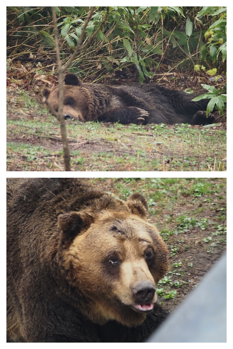 Bear_230506_1