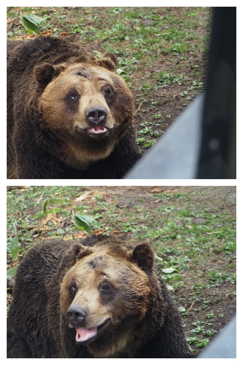 Bear_230506_2