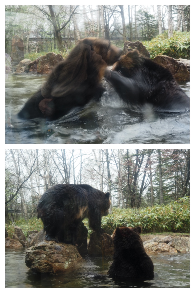 Bear_230506_5