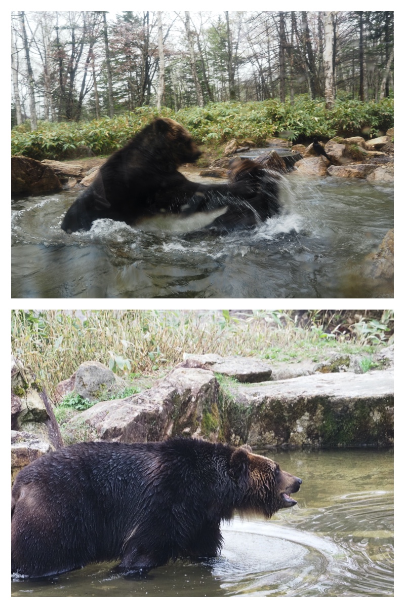 Bear_230506_8