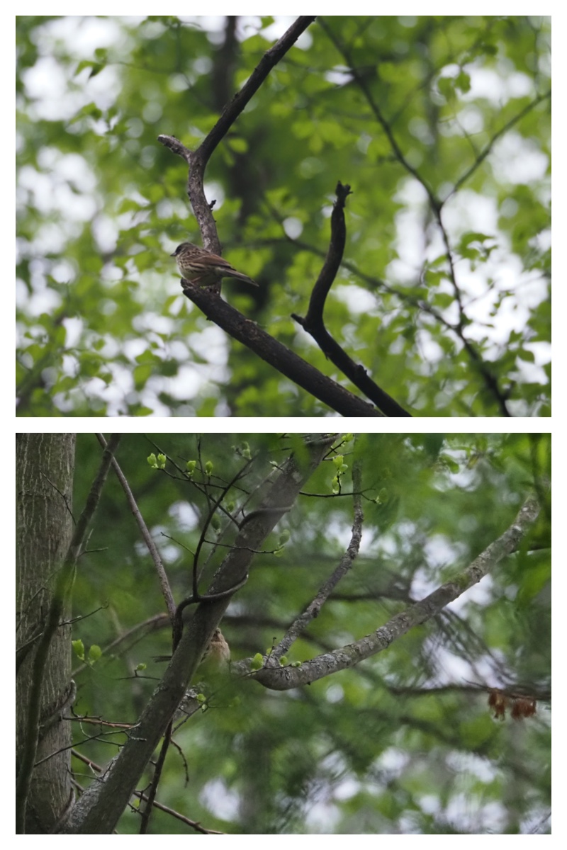 Bird-survey_230521_6
