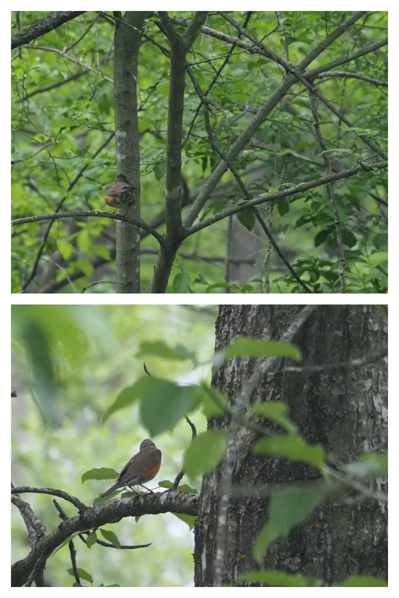 Bird-survey_230521_7