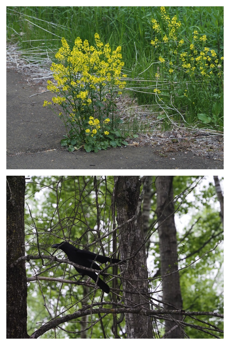Bird-survey_230521_9
