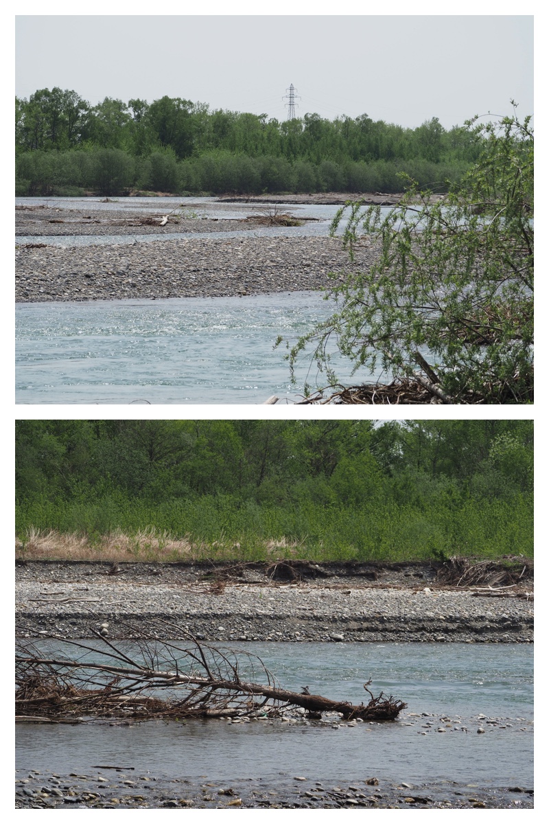 Carp-streamer_230505_13