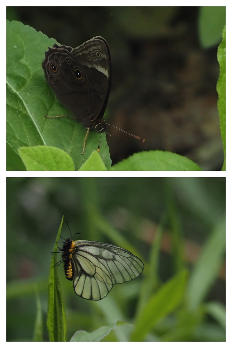 Chourui_230528_4