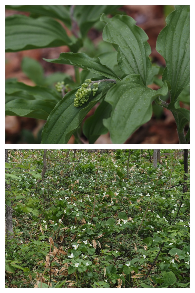 Ezotanpopo_230508_14