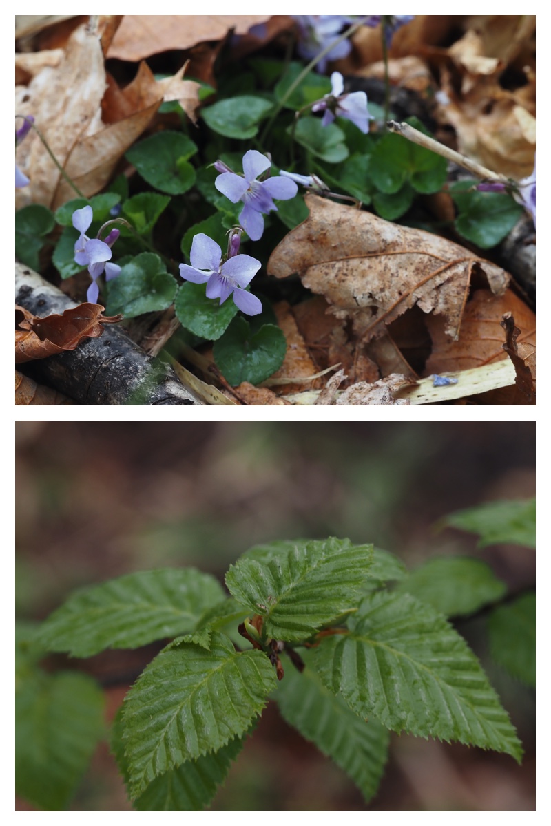 Ezotanpopo_230508_20
