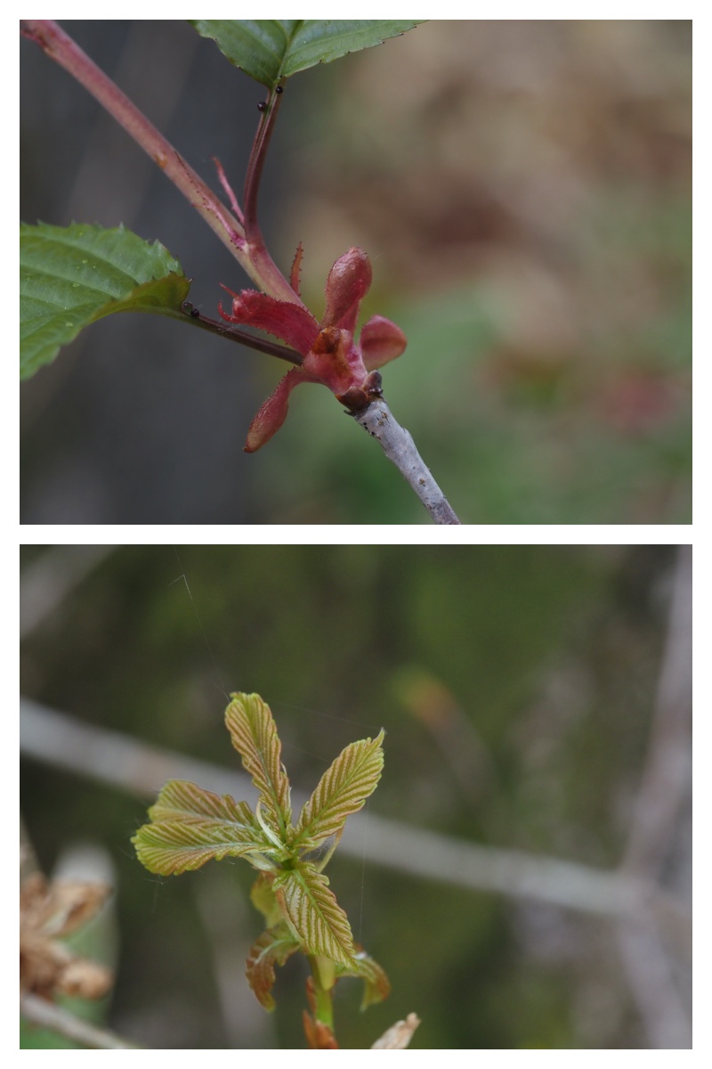 Ezotanpopo_230508_21