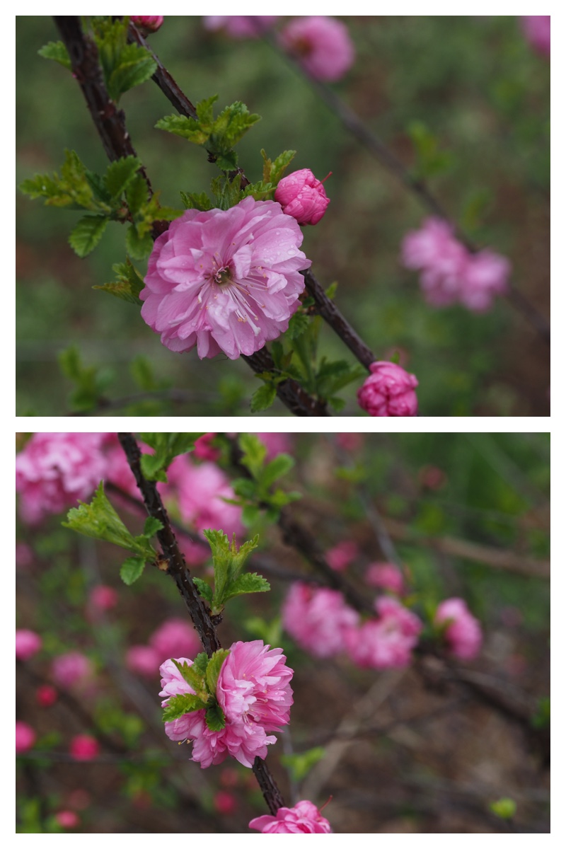 Ezotanpopo_230508_29