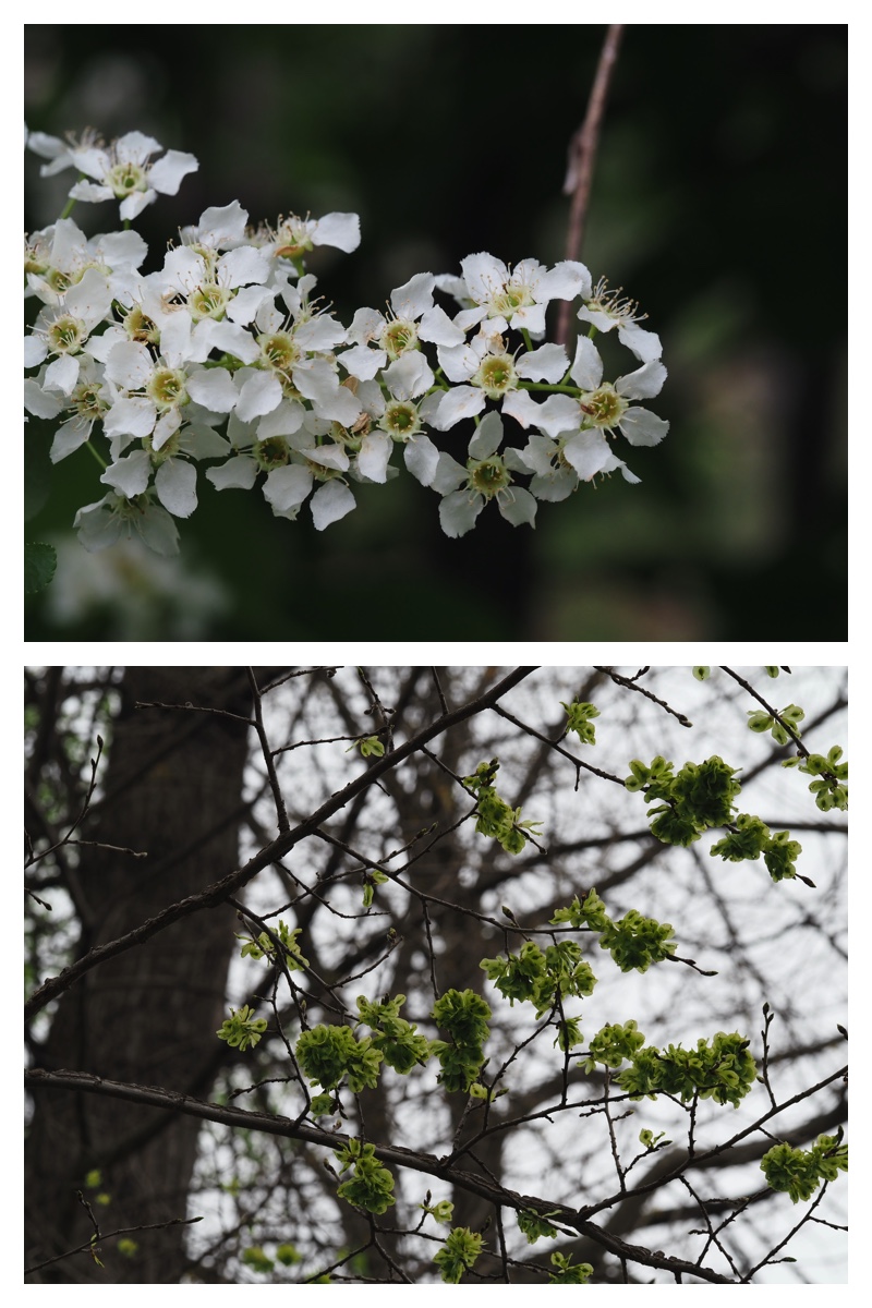 Ezotanpopo_230508_30