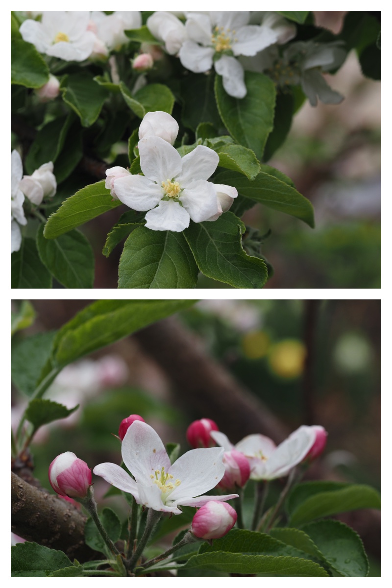 Ezotanpopo_230508_31