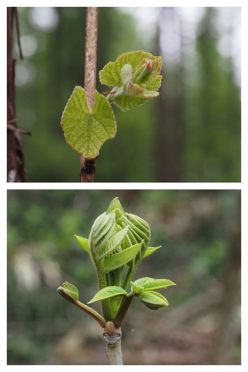 Ezotanpopo_230508_5