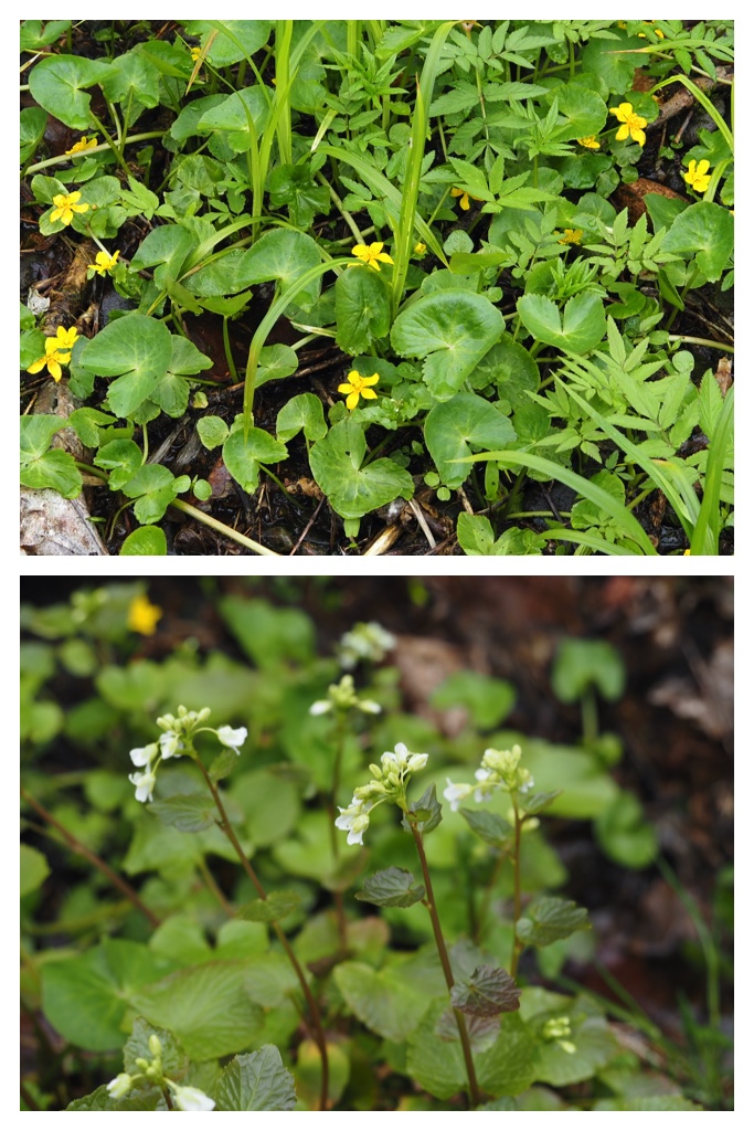 Forest-hike_230430_10