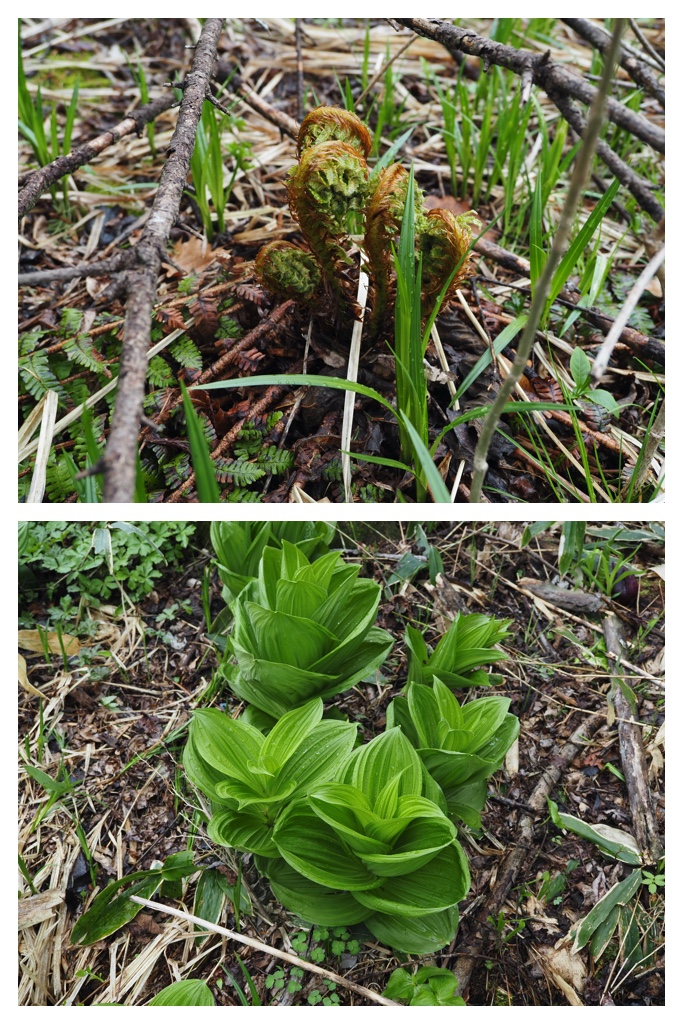 Forest-hike_230430_12