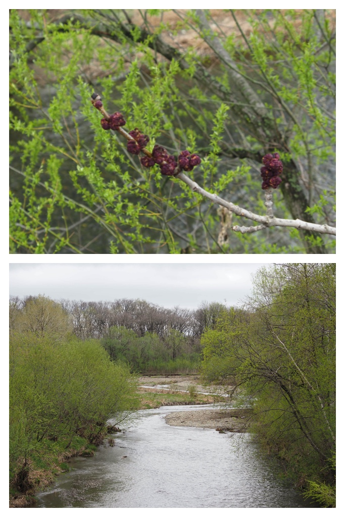 Forest-hike_230430_15