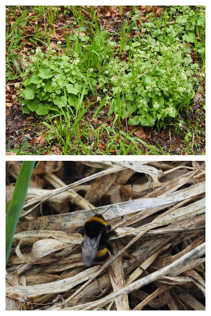 Forest-hike_230430_21