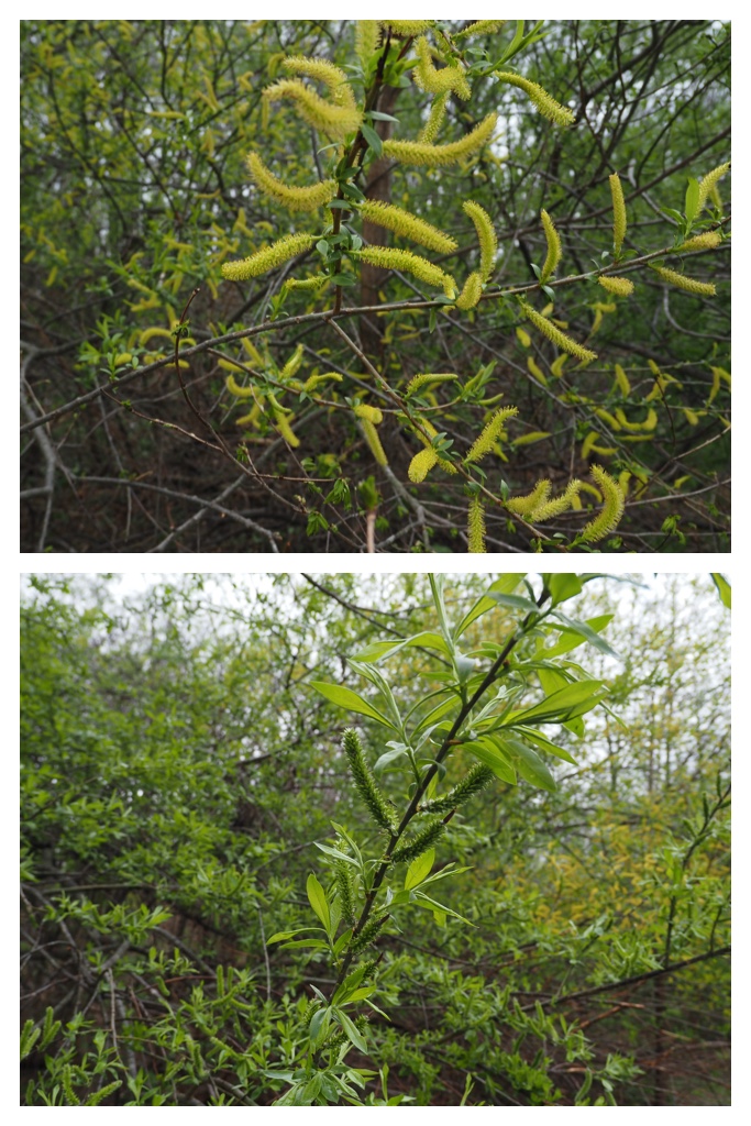 Forest-hike_230430_24
