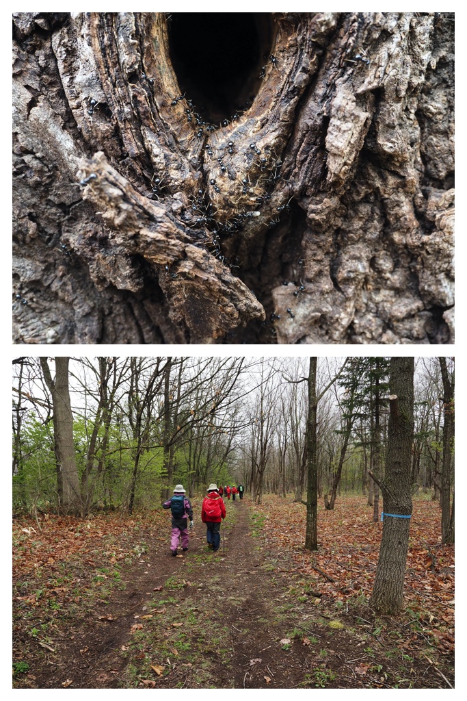 Forest-hike_230430_7