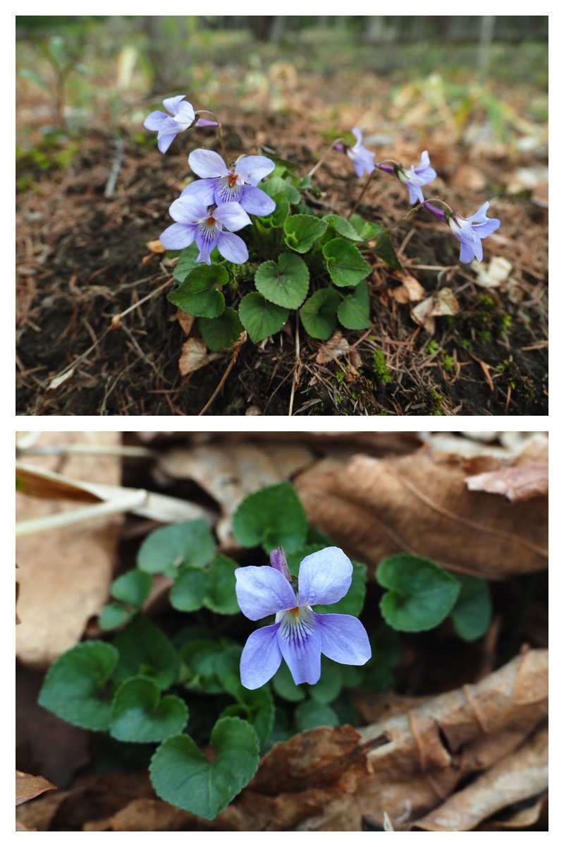 Home_flower_230504_12
