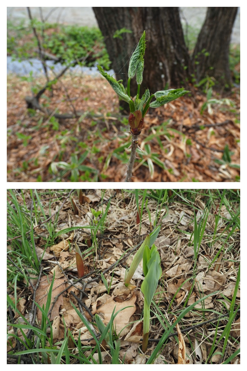 Home_flower_230504_13
