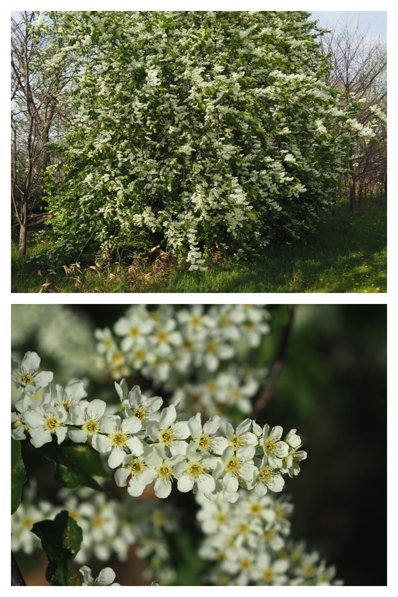 Home_flower_230504_3