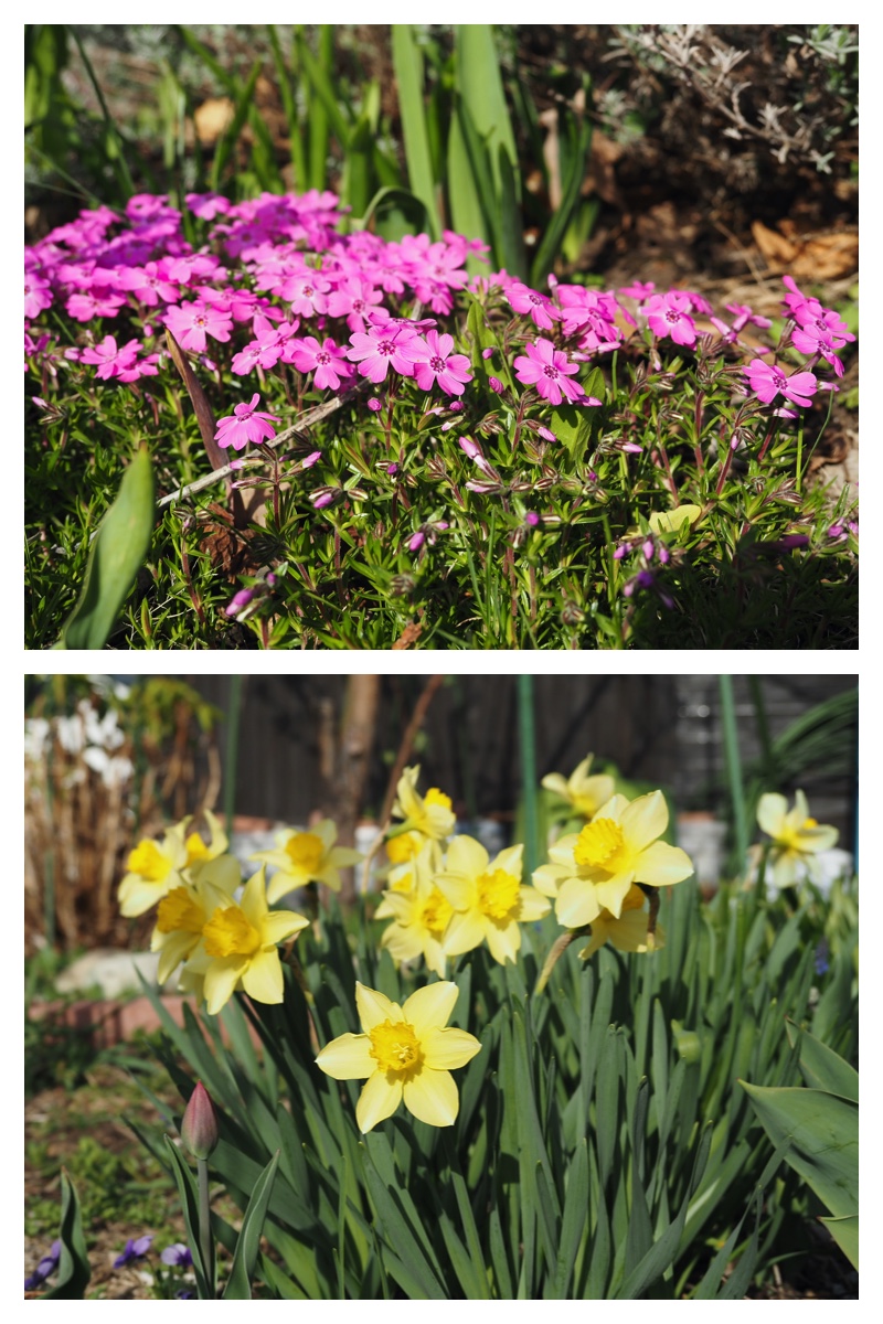 Home_flower_230504_4