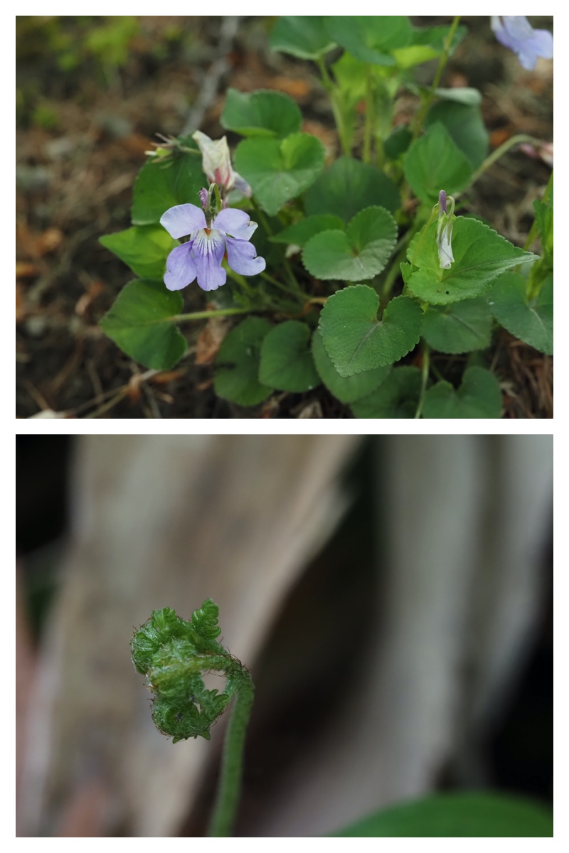Kuroyuri_230518_13