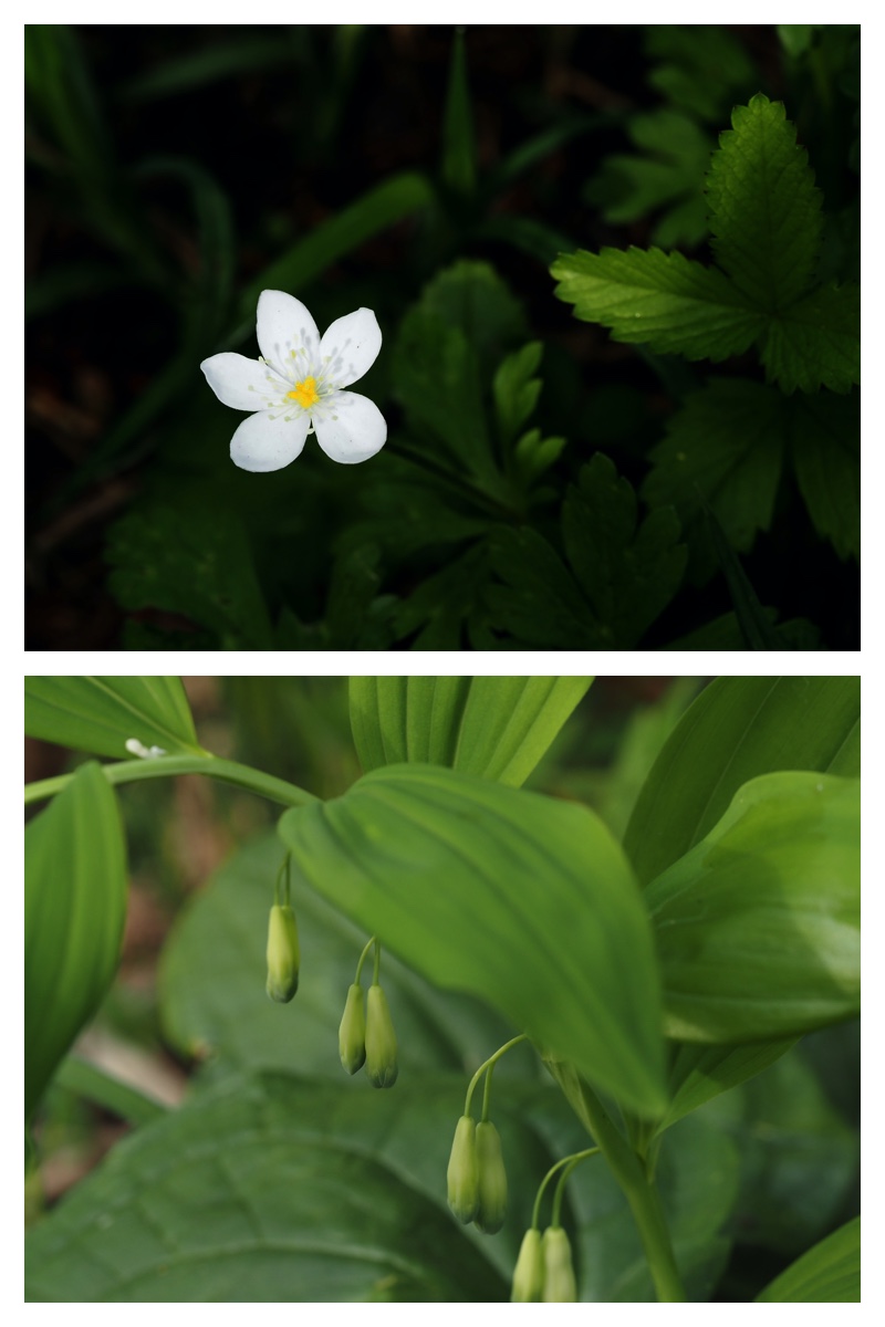 Kuroyuri_230518_9