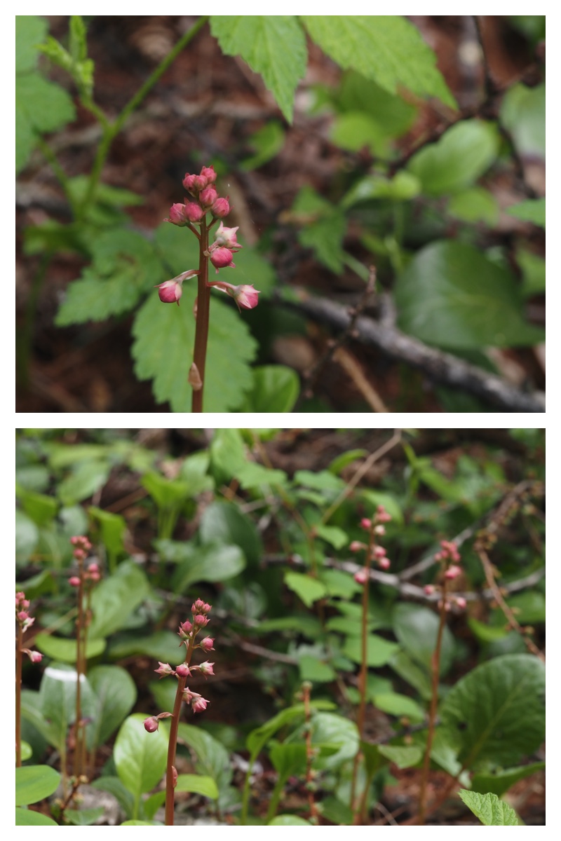 Noukou-Urikai_230516_3