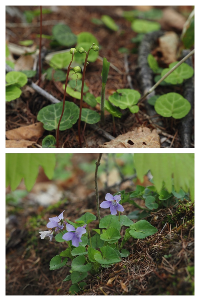 Noukou-Urikai_230516_8