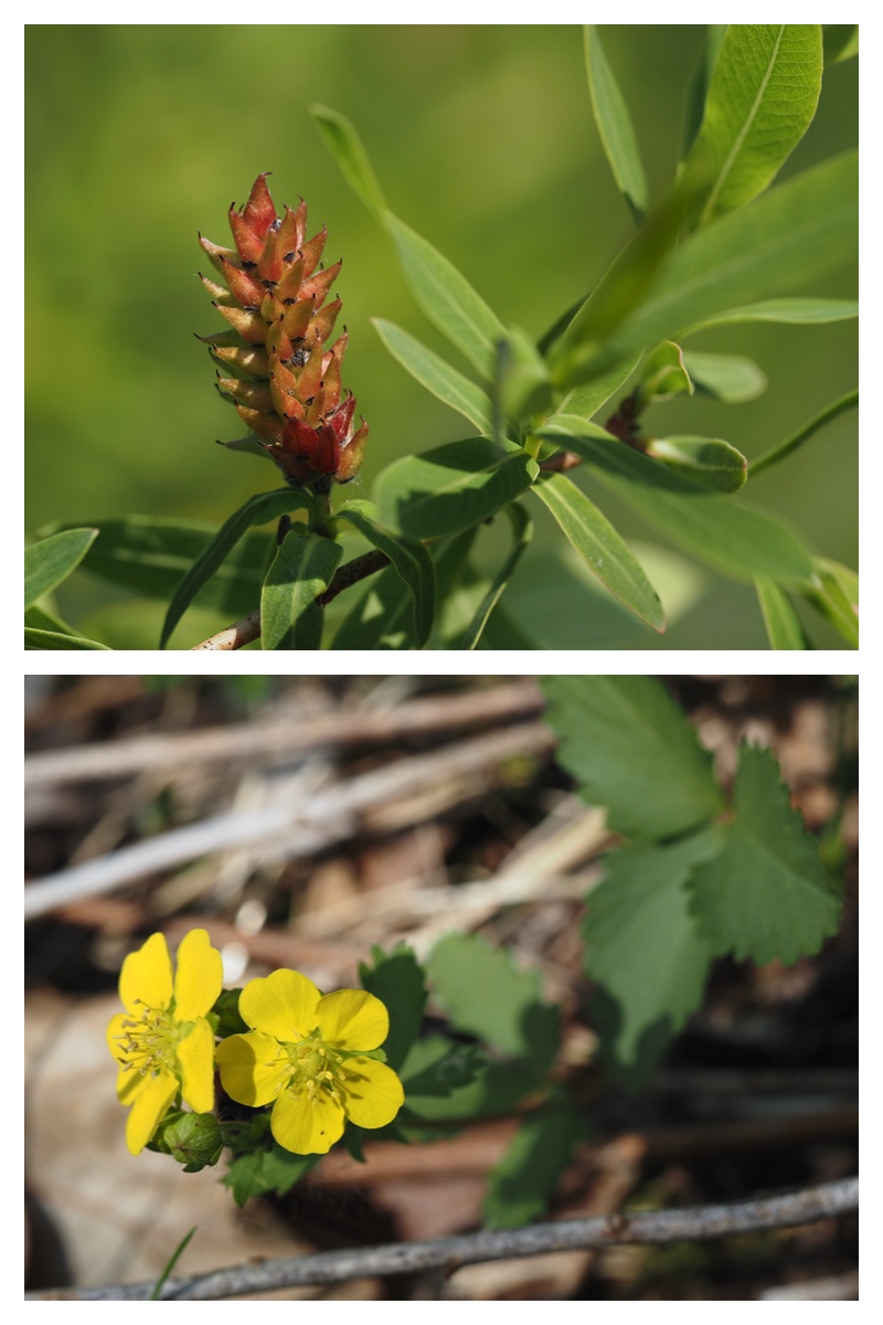 Plant_230514_1