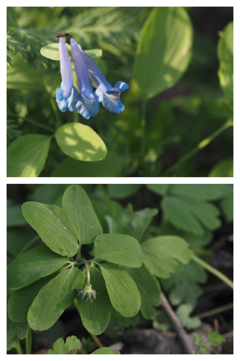 Plant_230514_15