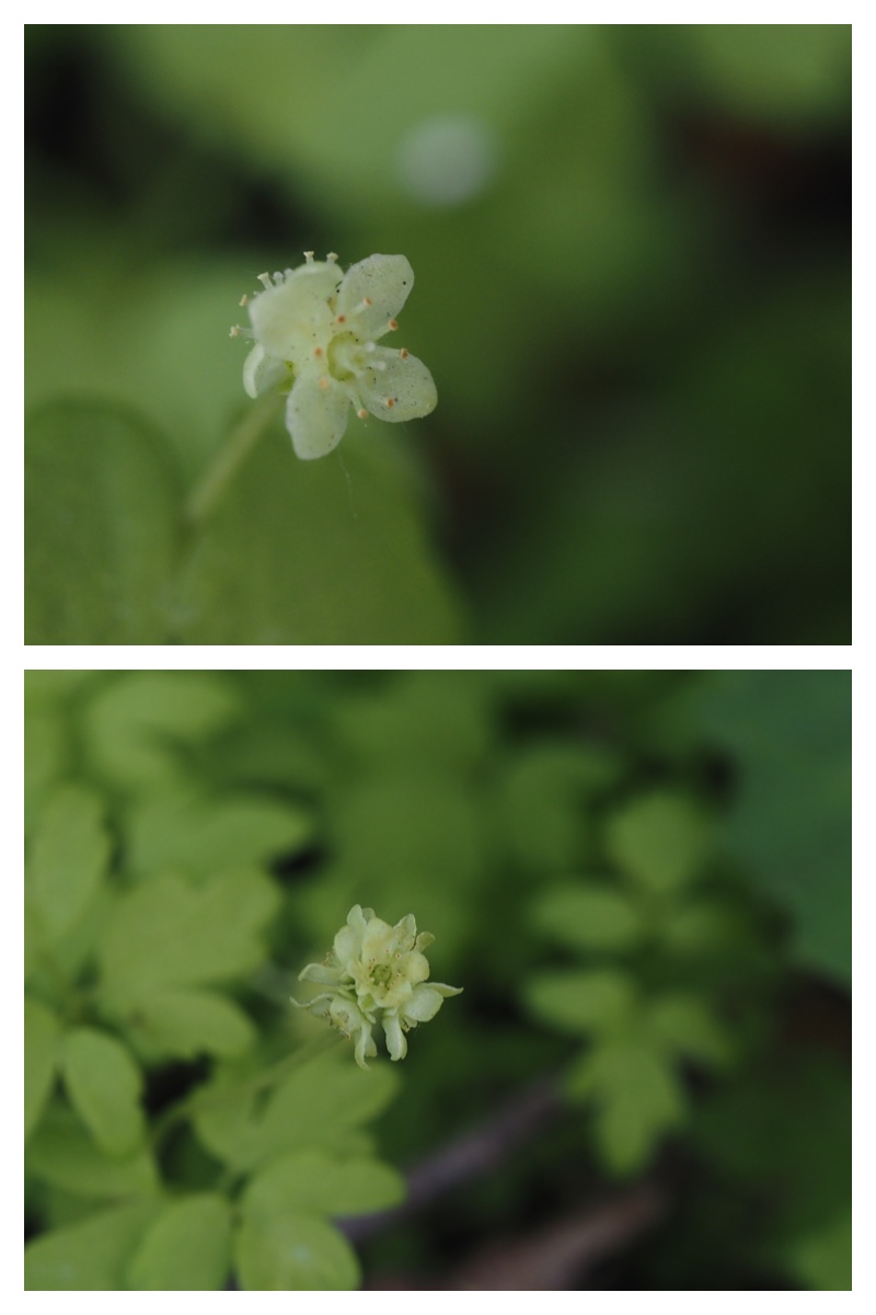 Plant_230514_16