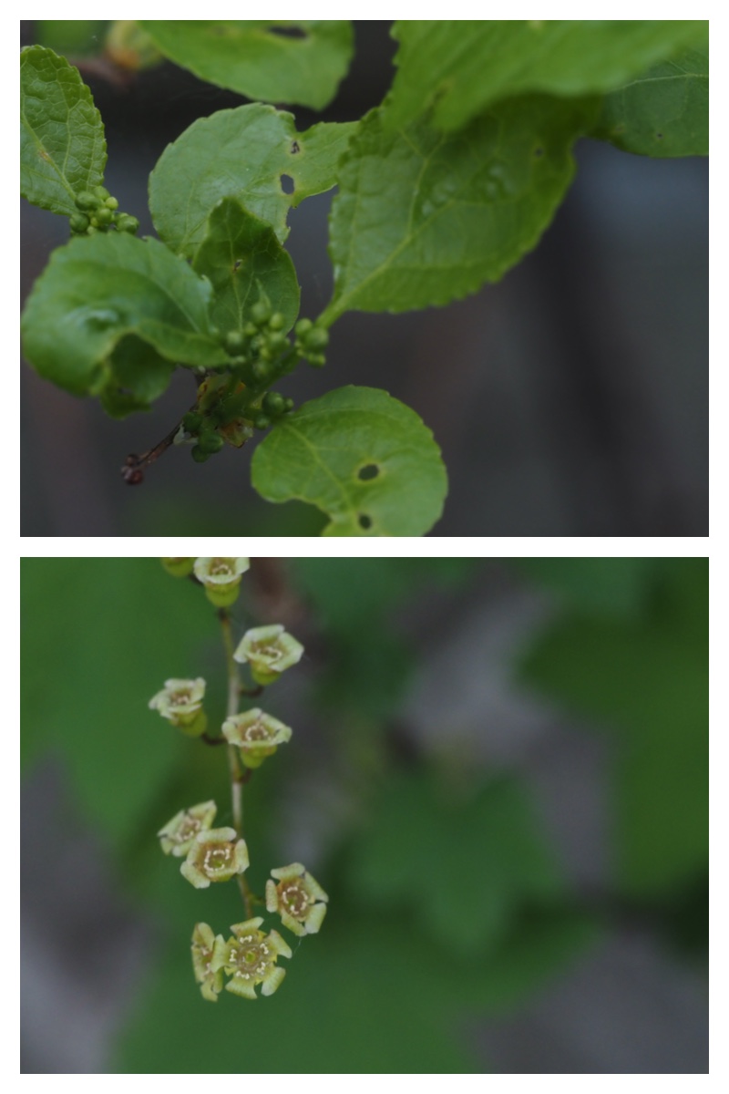 Plant_230514_17