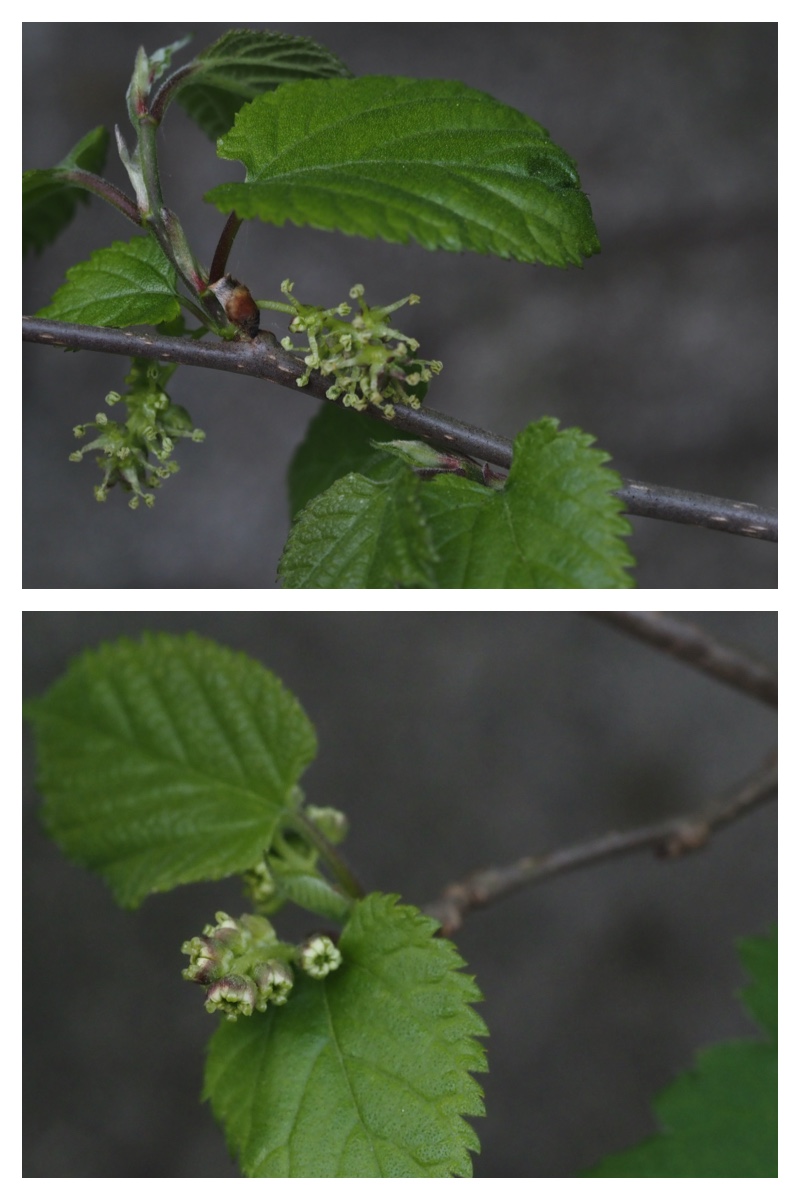Plant_230514_18