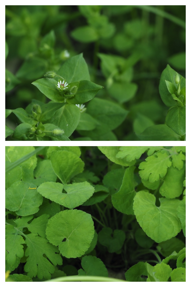 Plant_230514_8