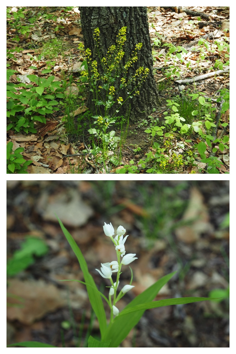 Plants_230528_1