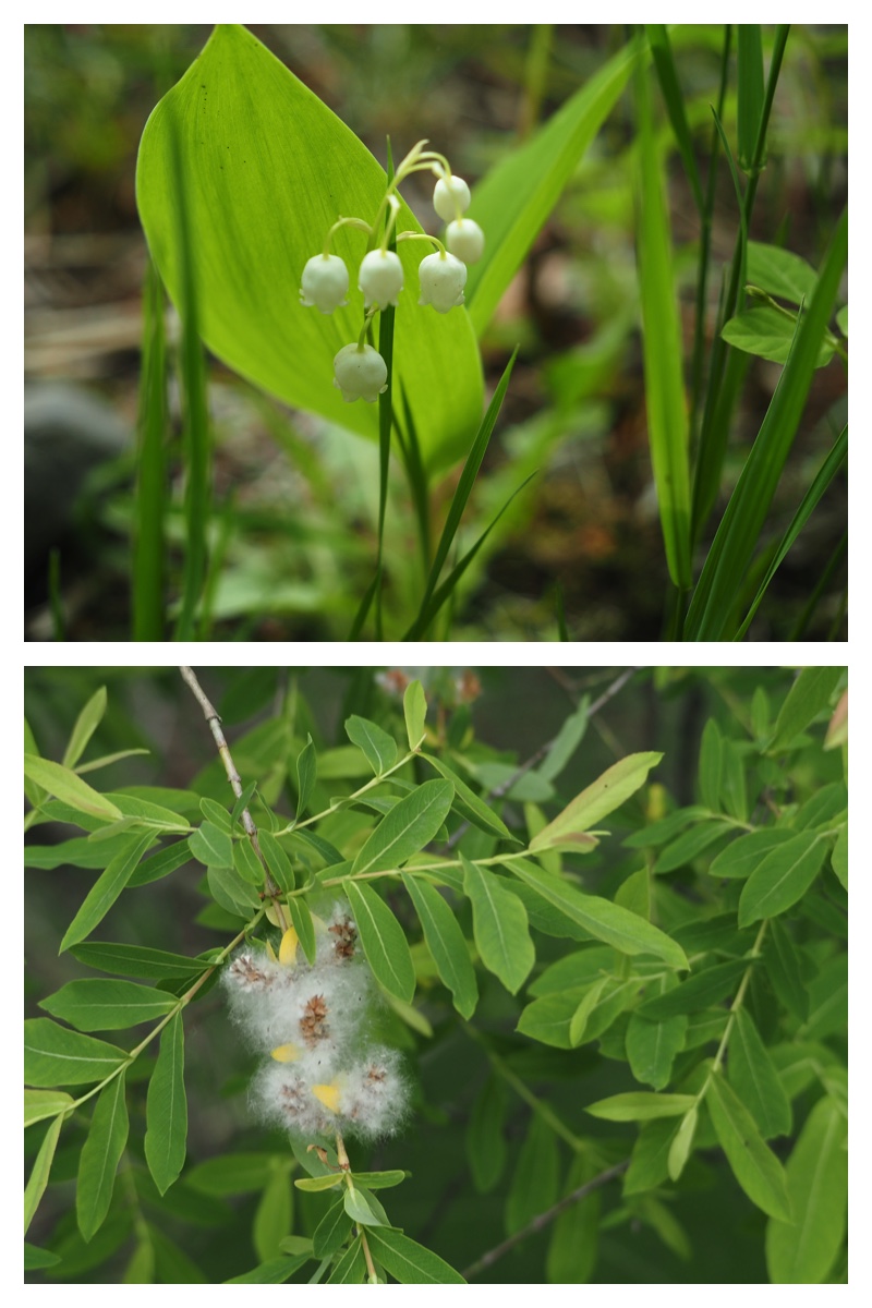 Plants_230528_10