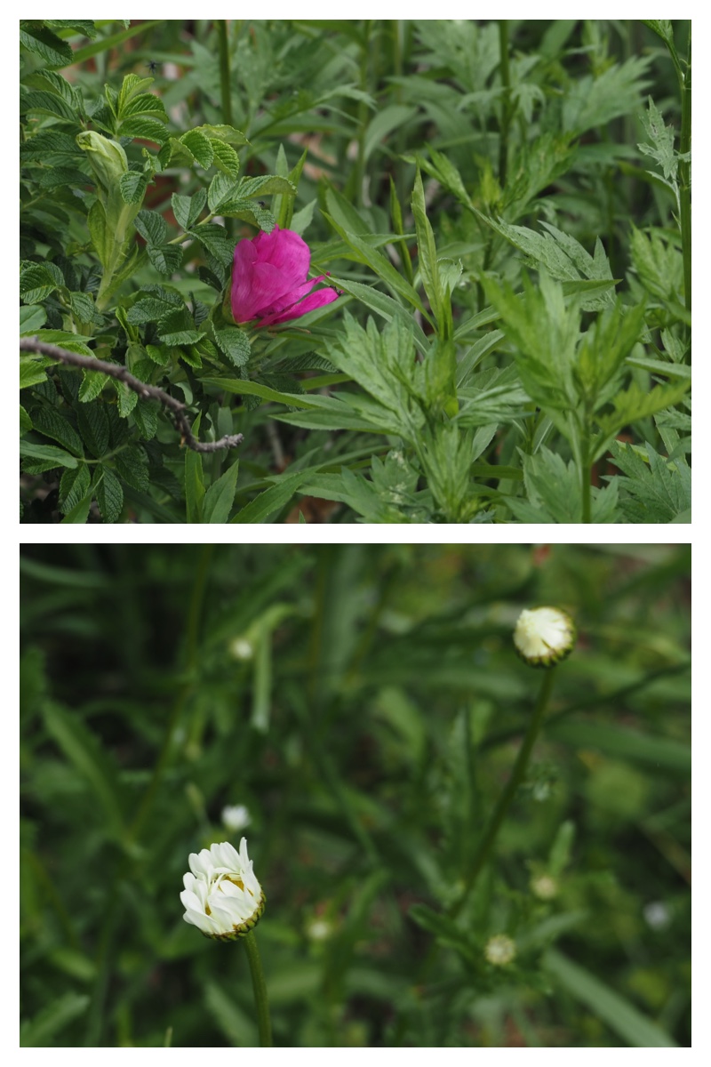 Plants_230528_13