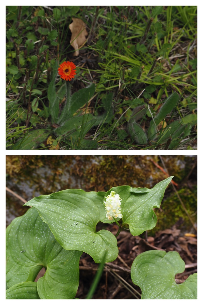 Plants_230528_15