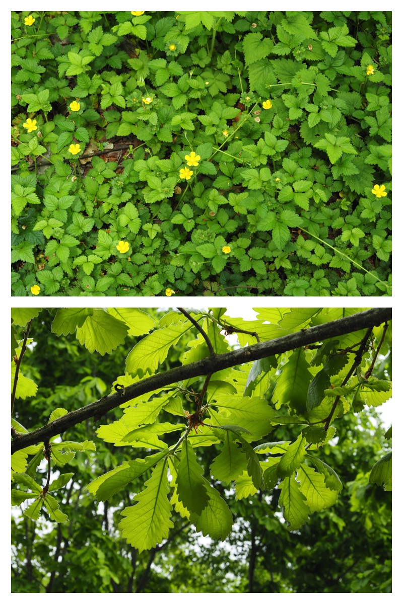 Plants_230528_17