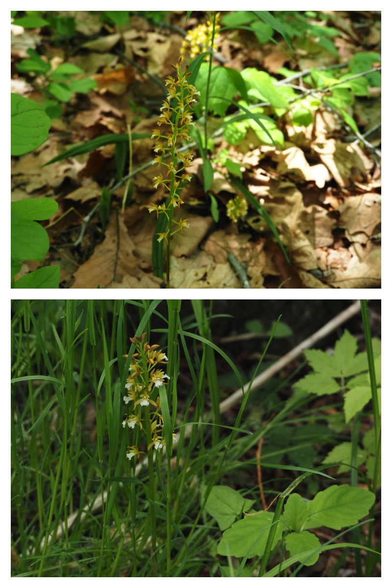 Plants_230528_3