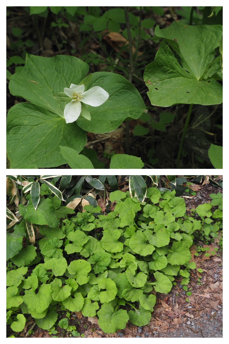 Plants_230528_9