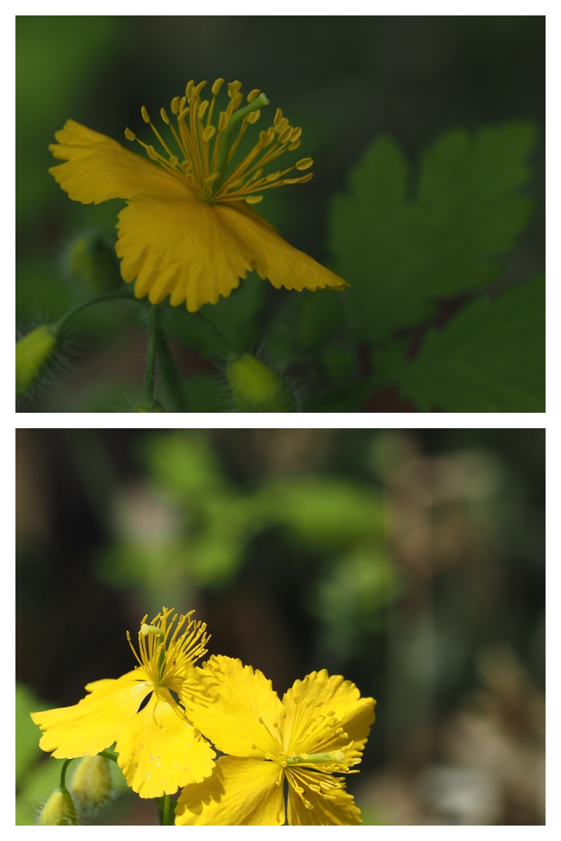 Tsumatorisou_230524_6