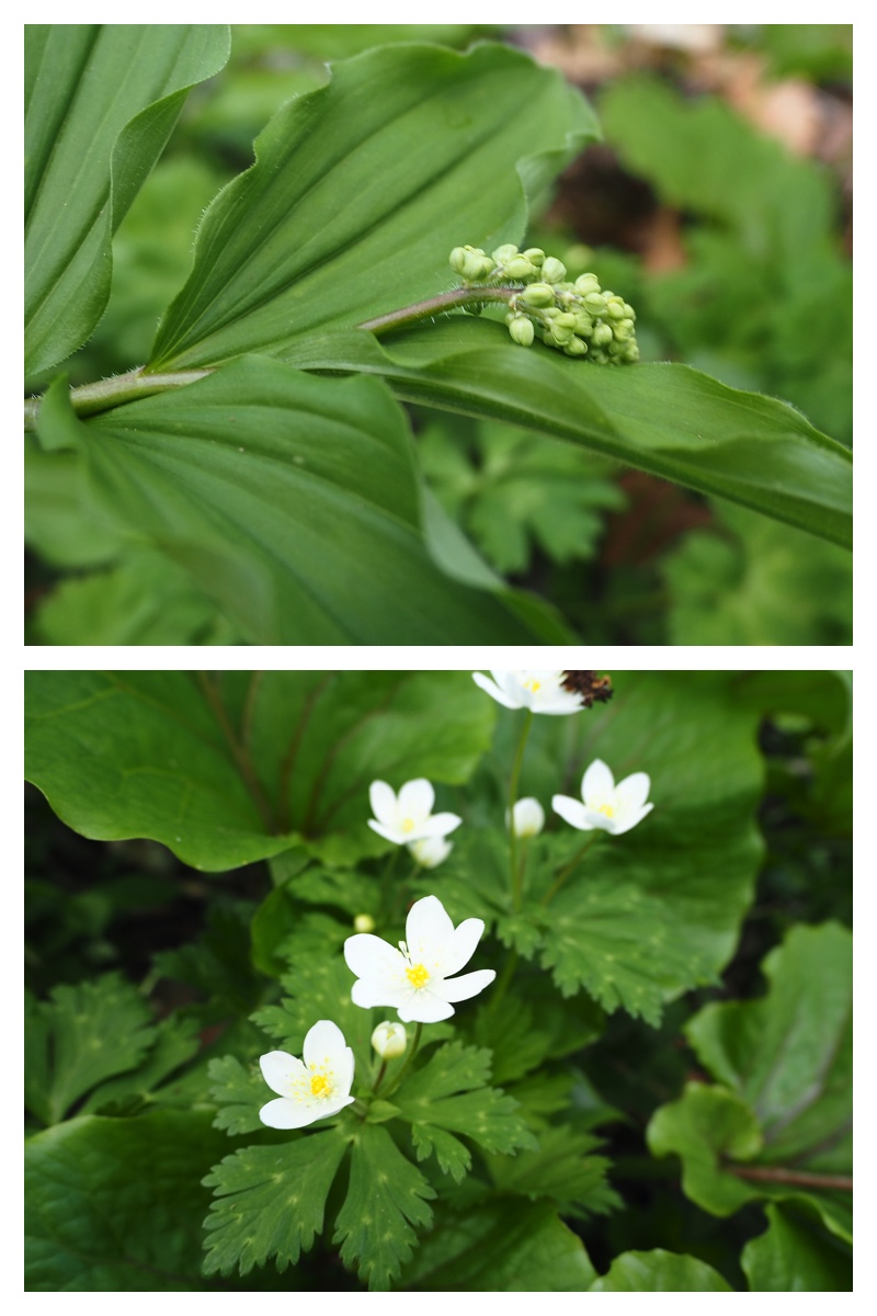 Urikai-west_230509_3