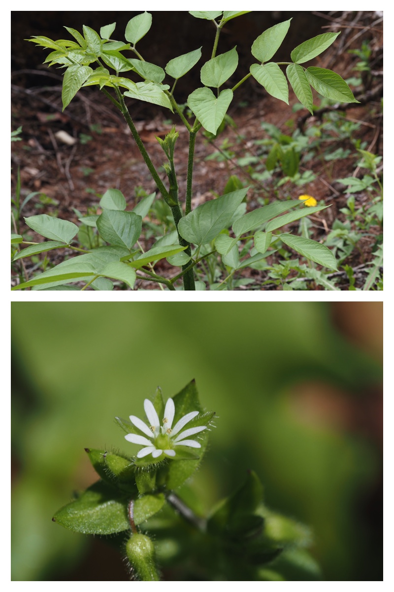 Urikai-west_230510_3
