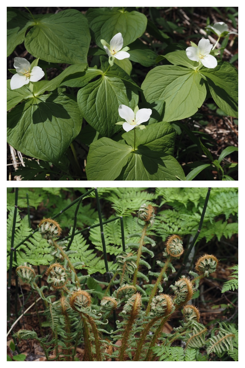 Urikai-west_230510_4