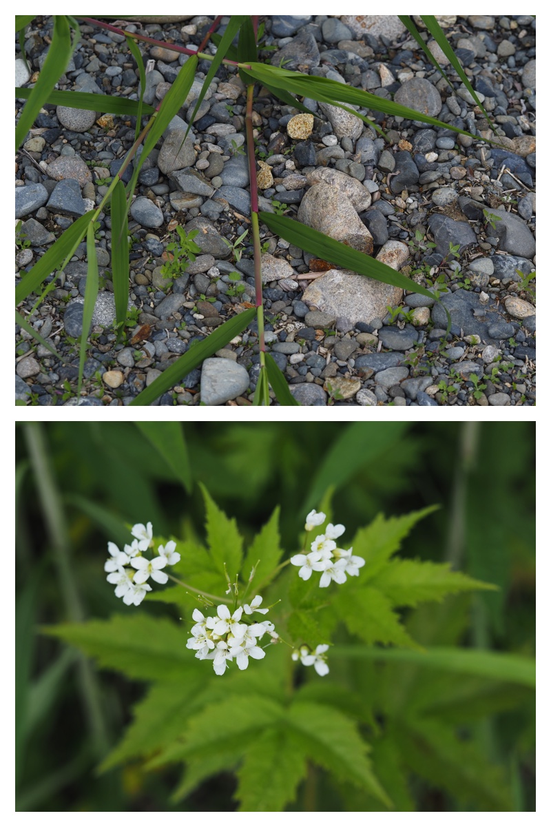 Walking_230530_15